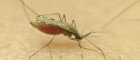 Anopheles gambiae mosquito
