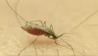 Anopheles gambiae mosquito