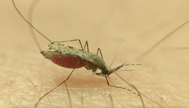 Anopheles gambiae mosquito