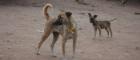 Two dogs in Tanzania where rabies is present