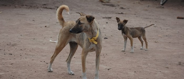 Two dogs in Tanzania where rabies is present