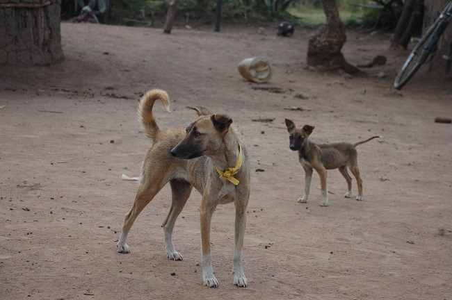 Two dogs in Tanzania where rabies is present