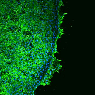 Scientific Image