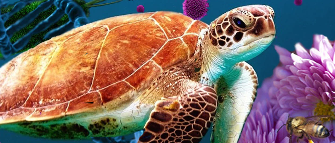 A turtle swimming in the sea