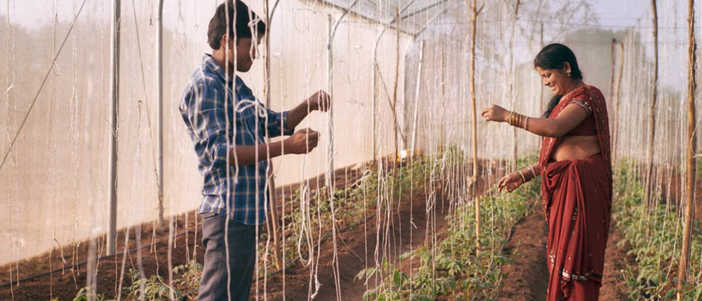A man and woman working in a greenhouse
