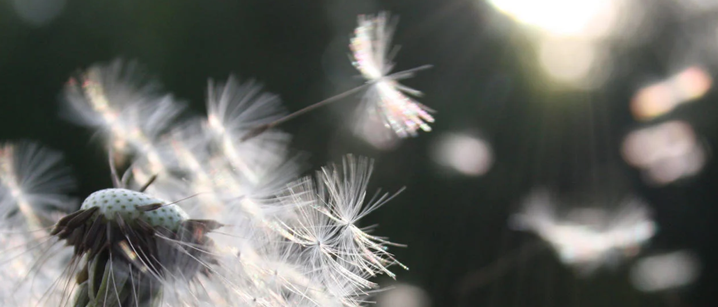 Dandylion seeds blowing off the flower