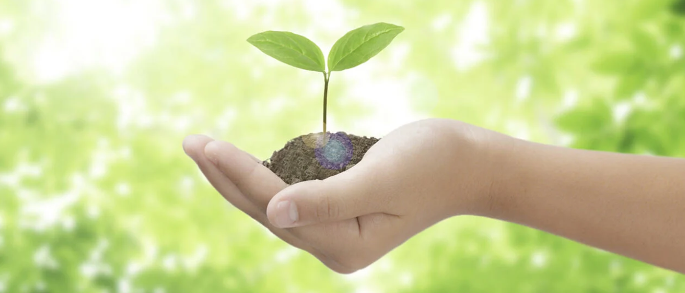 A plant seedling being held in the palm of a child hand