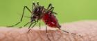 Aedes aegypti mosquito