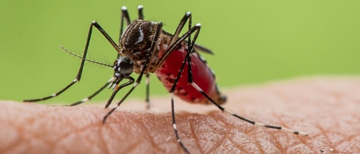 Aedes aegypti mosquito