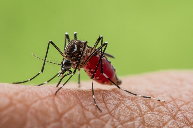 Aedes aegypti mosquito