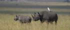 Black rhino in the wild in Tanzania