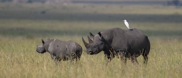 Black rhino in the wild in Tanzania