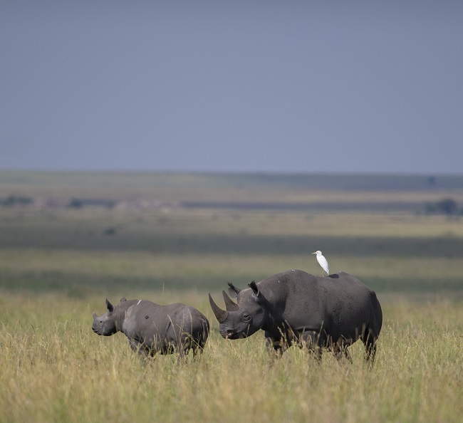 Black rhino in the wild in Tanzania