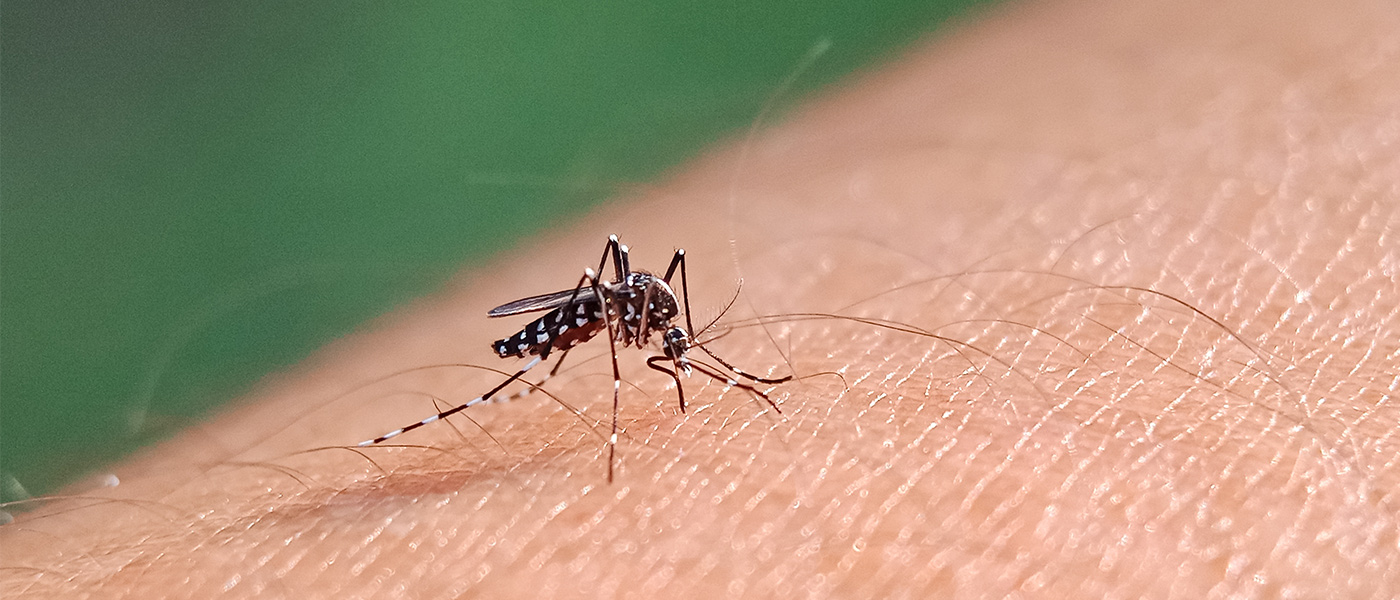 Aedes aegypti mosquitoes