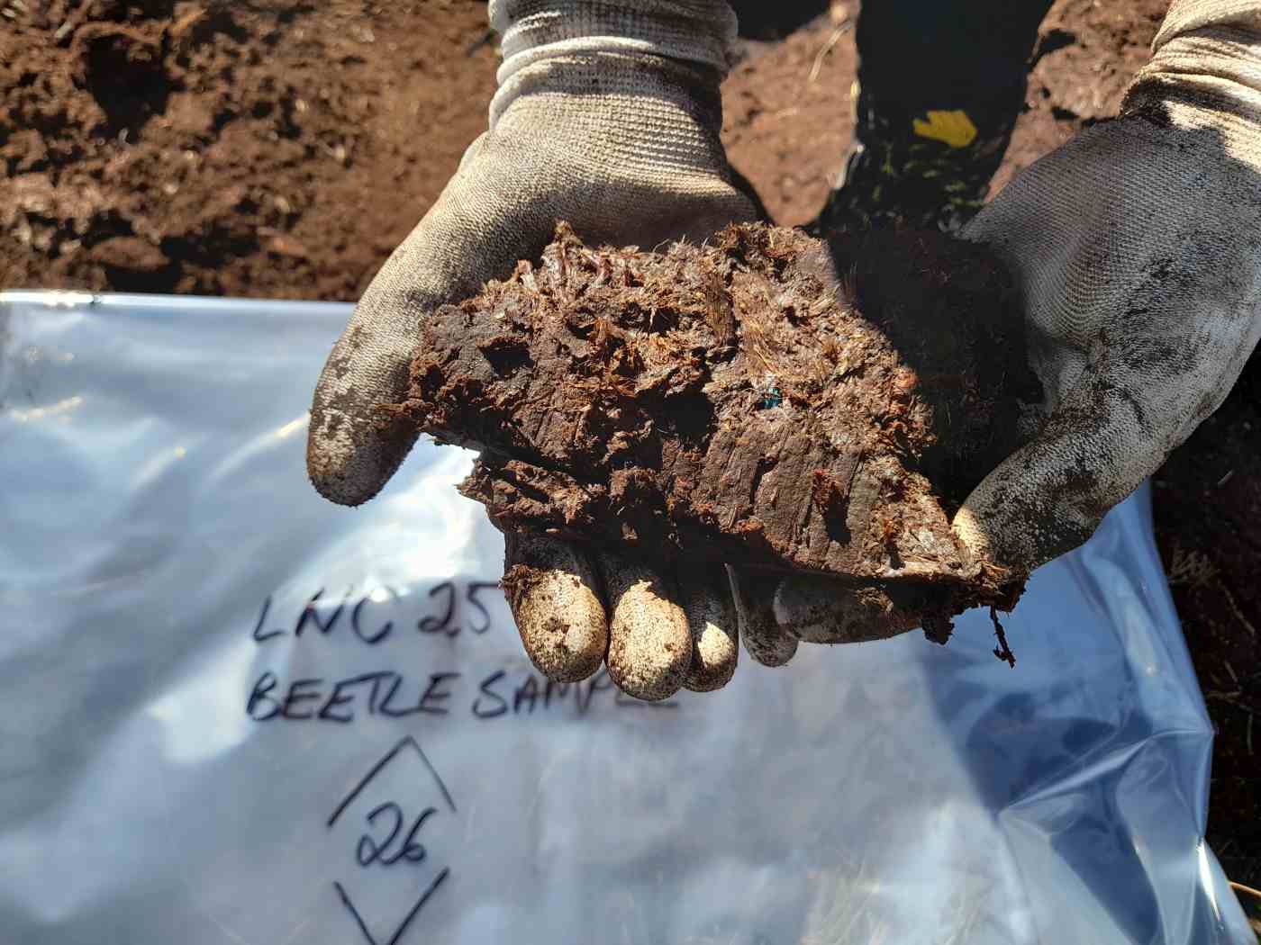 Beetle remains visible in sample of peat. Derel Alexander 2025