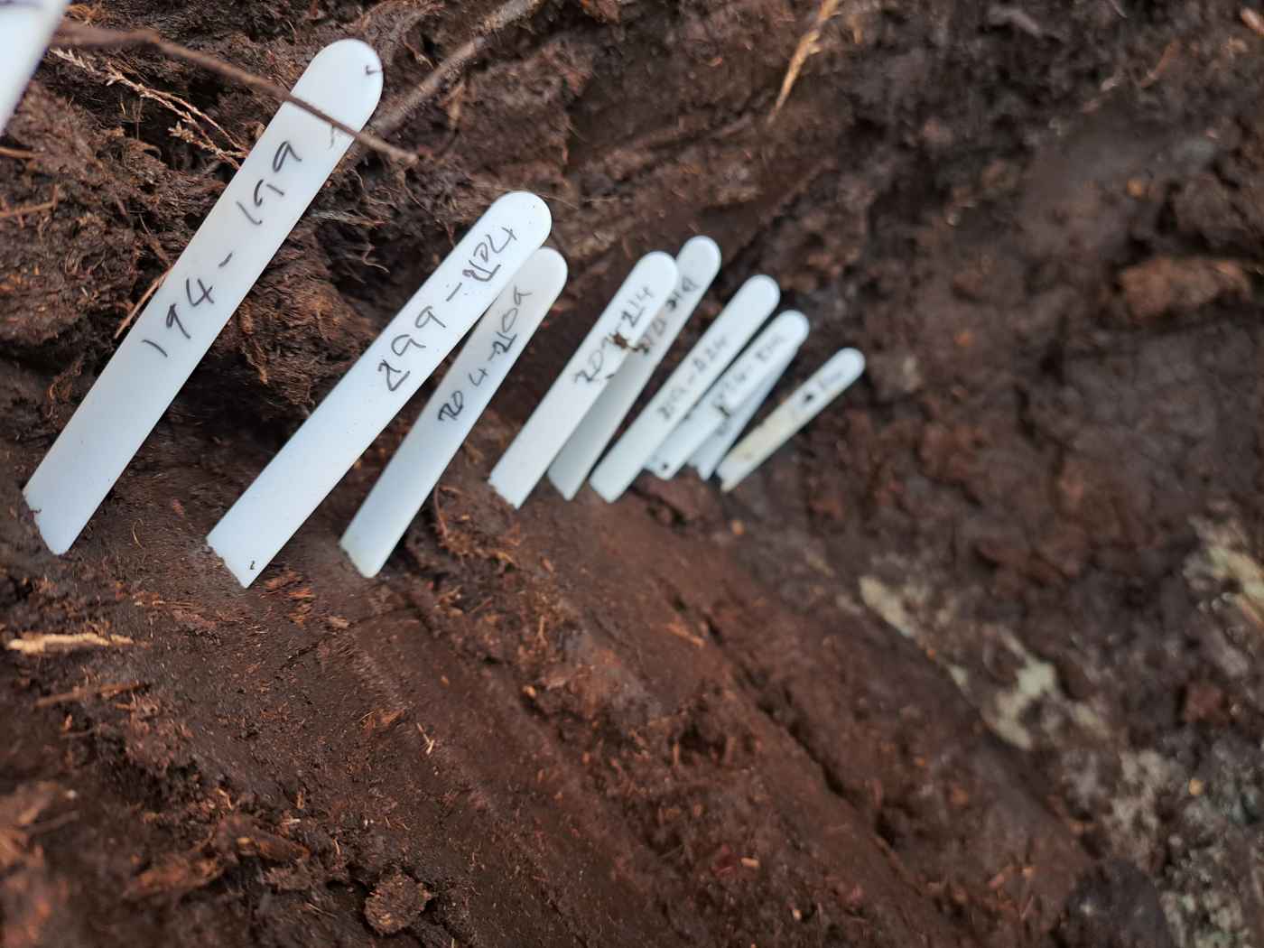 Tags recording depths for each bulk sample. Isobel Harvey 2025