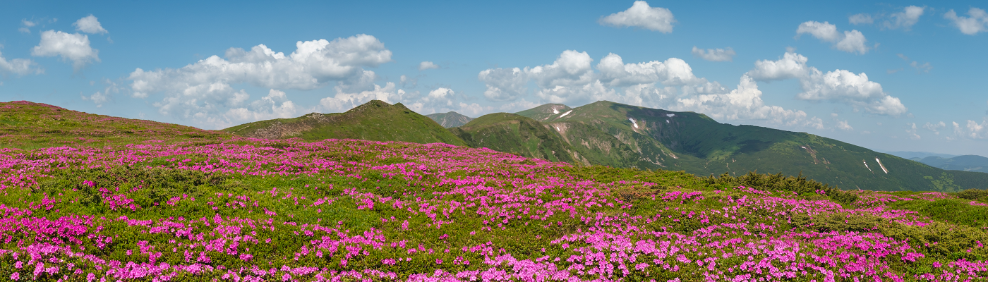 Rhododendron flowers on hillside with mountains in background