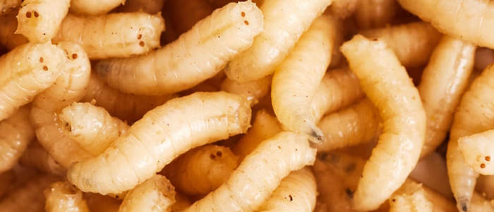 Maggots