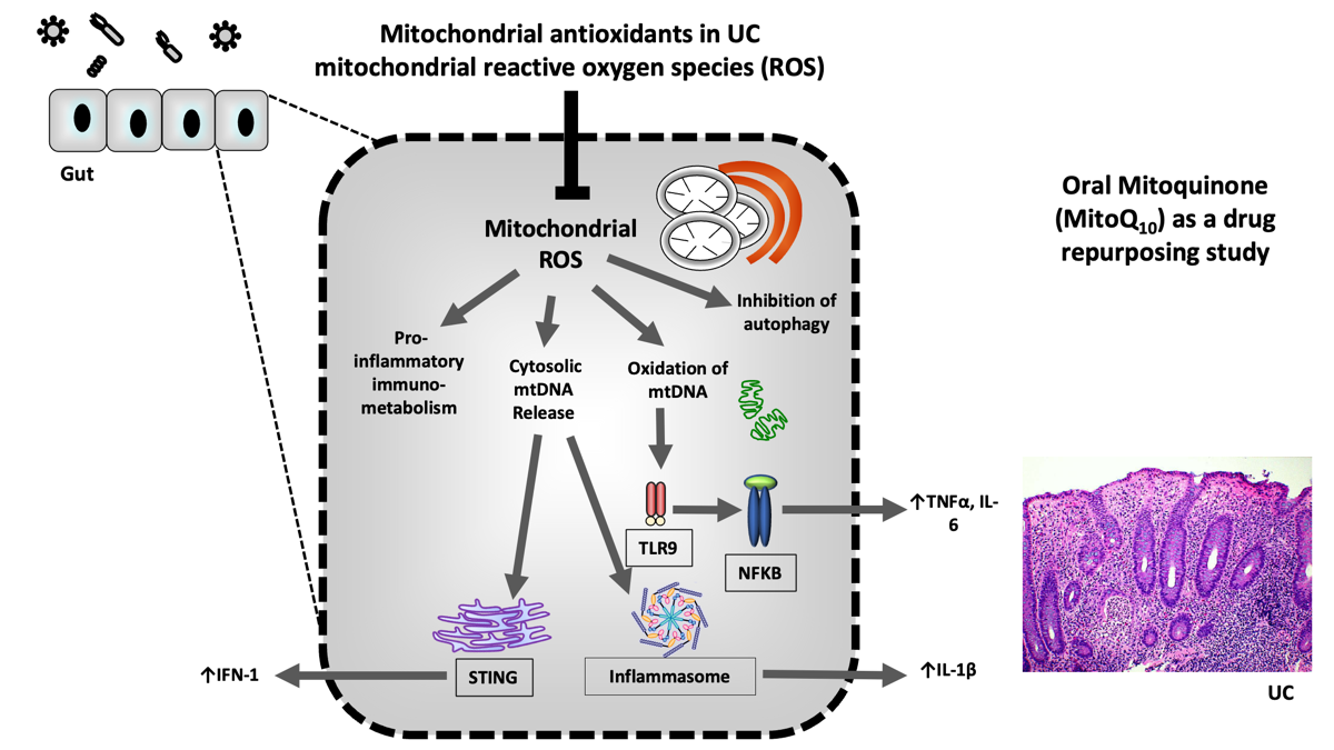 Ulcerative Colitis: A figure showing how protecting mitochondria from oxidative damage might change the pathways that can trigger inflammation in cells