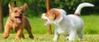 Two puppies playing on the grass, one brown and one white with brown ears