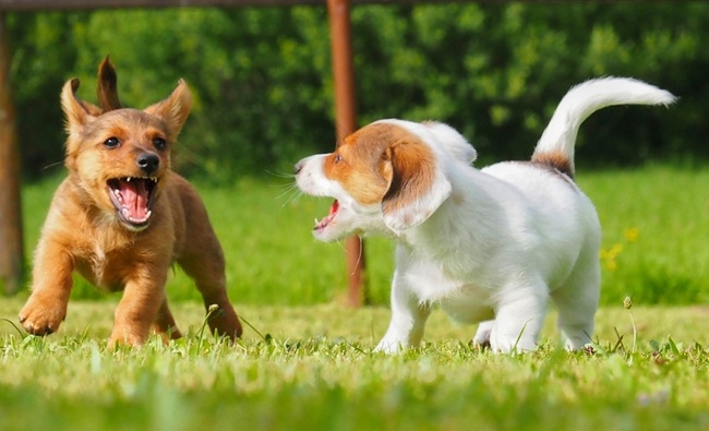 Two puppies playing on the grass, one brown and one white with brown ears