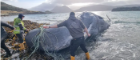 Image of SMASS researchers on a beach netting a whale