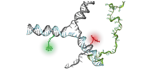 Graphic depicting  single-molecule fluorescence techniques