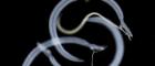 The schistosomiasis parasite under the microscope