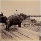 This image is from a photograph album of MacGregor’s sawmill in Burma in the collection of Edmiston & Mitchells, timber brokers; Glasgow.  The album has photographs of elephants moving teak logs and squared timbers, bathing in the river, and suffering the indignity (and fear) of being hoisted on board ships.  (GUAS Ref: UGD 169/17/3/16.  Copyright reserved.)