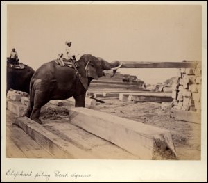 This image is from a photograph album of MacGregor’s sawmill in Burma in the collection of Edmiston & Mitchells, timber brokers; Glasgow.  The album has photographs of elephants moving teak logs and squared timbers, bathing in the river, and suffering the indignity (and fear) of being hoisted on board ships.  (GUAS Ref: UGD 169/17/3/16.  Copyright reserved.)