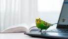 birdsittingonalaptop