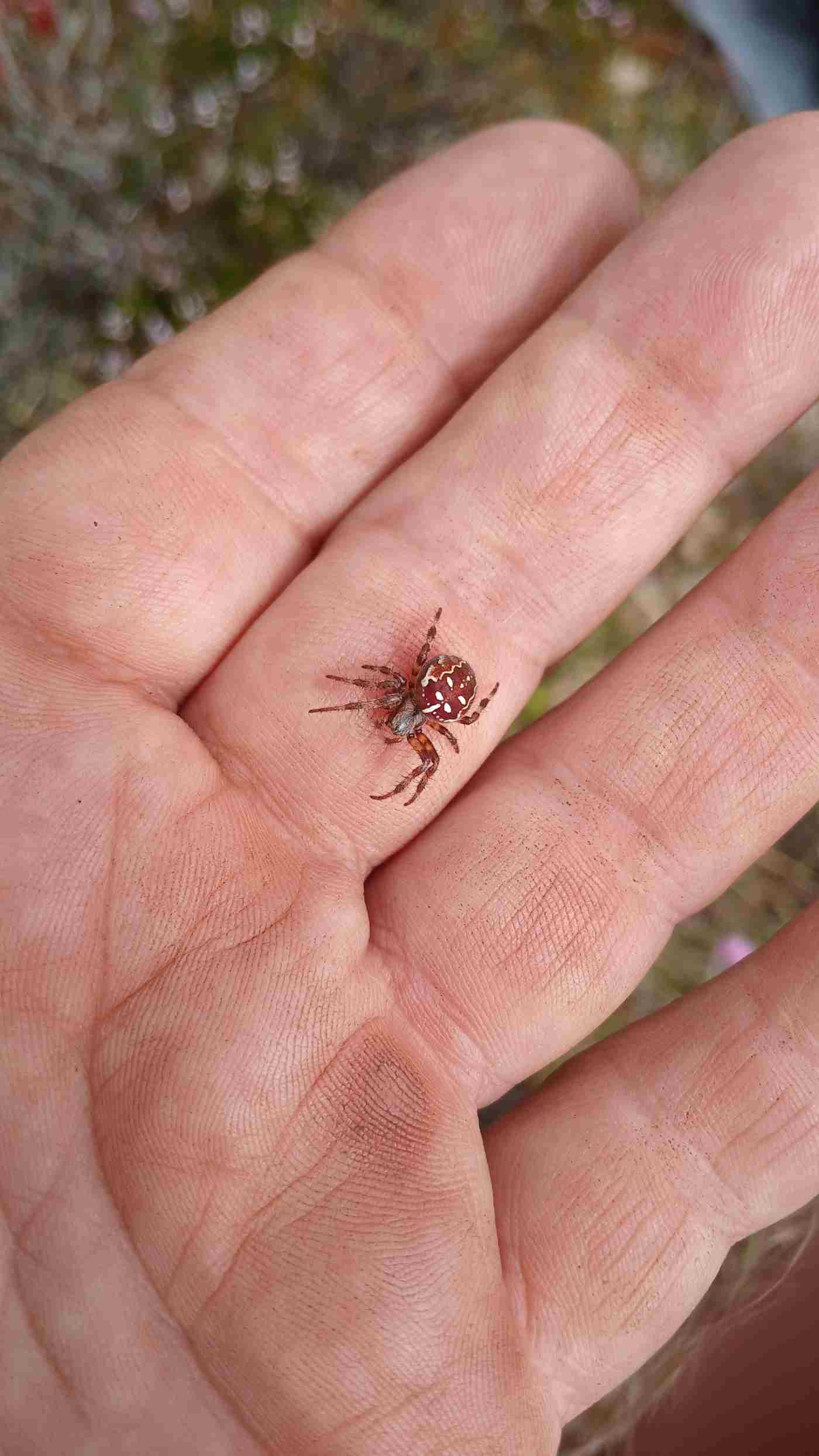Fig 2: 4-spotted weaver Araneus quadratus. Photo: Michelle Farrell Fig 2 4-spotted weaver Araneus quadratus. Photo Michelle Farrell
