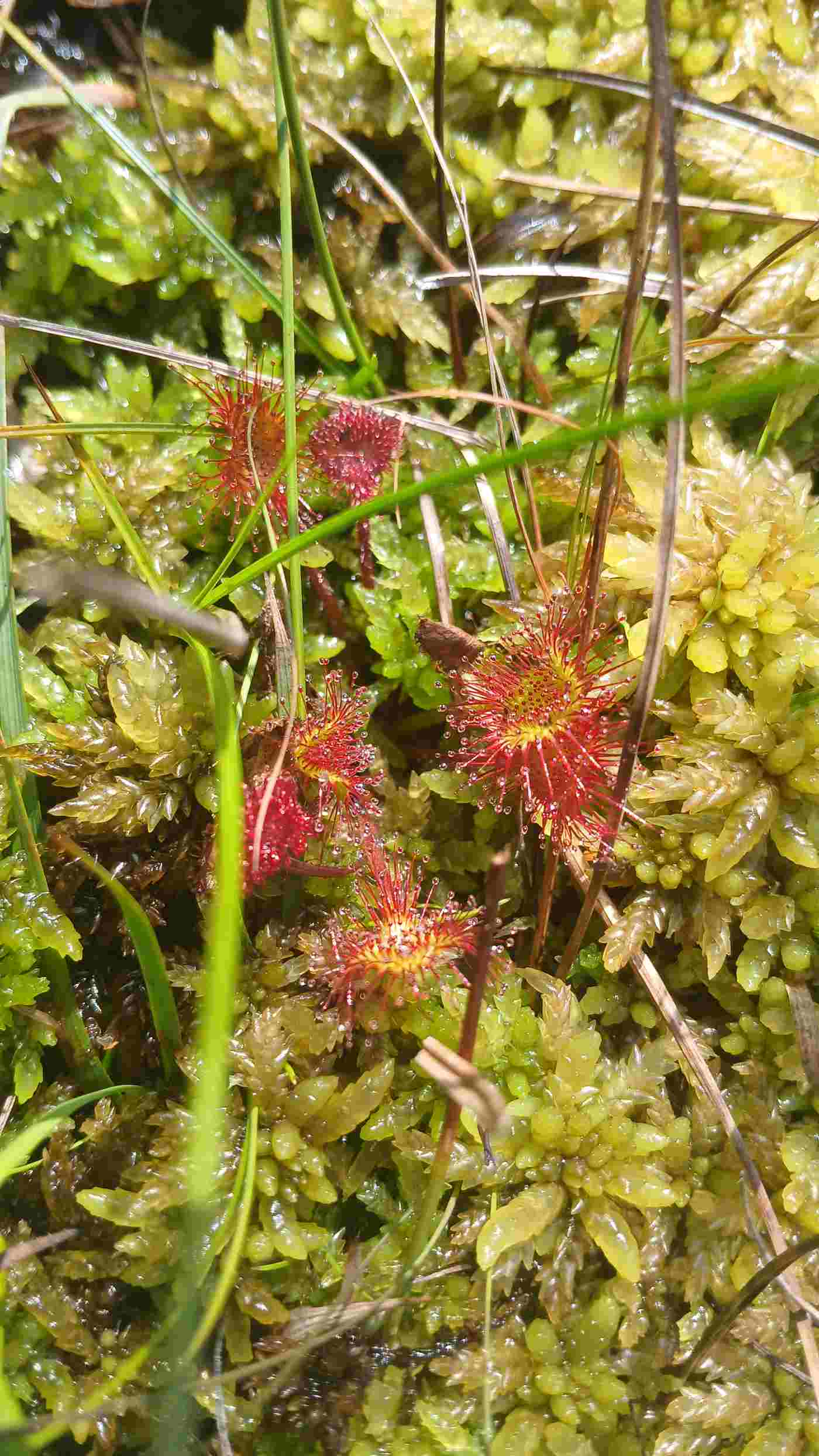 Fig 3: Drosera rotundifolia. Round-leaved sundew. Photo: Michelle Farrell Fig 3 Drosera rotundifolia. Round-leaved sundew. Photo Michelle Farrell