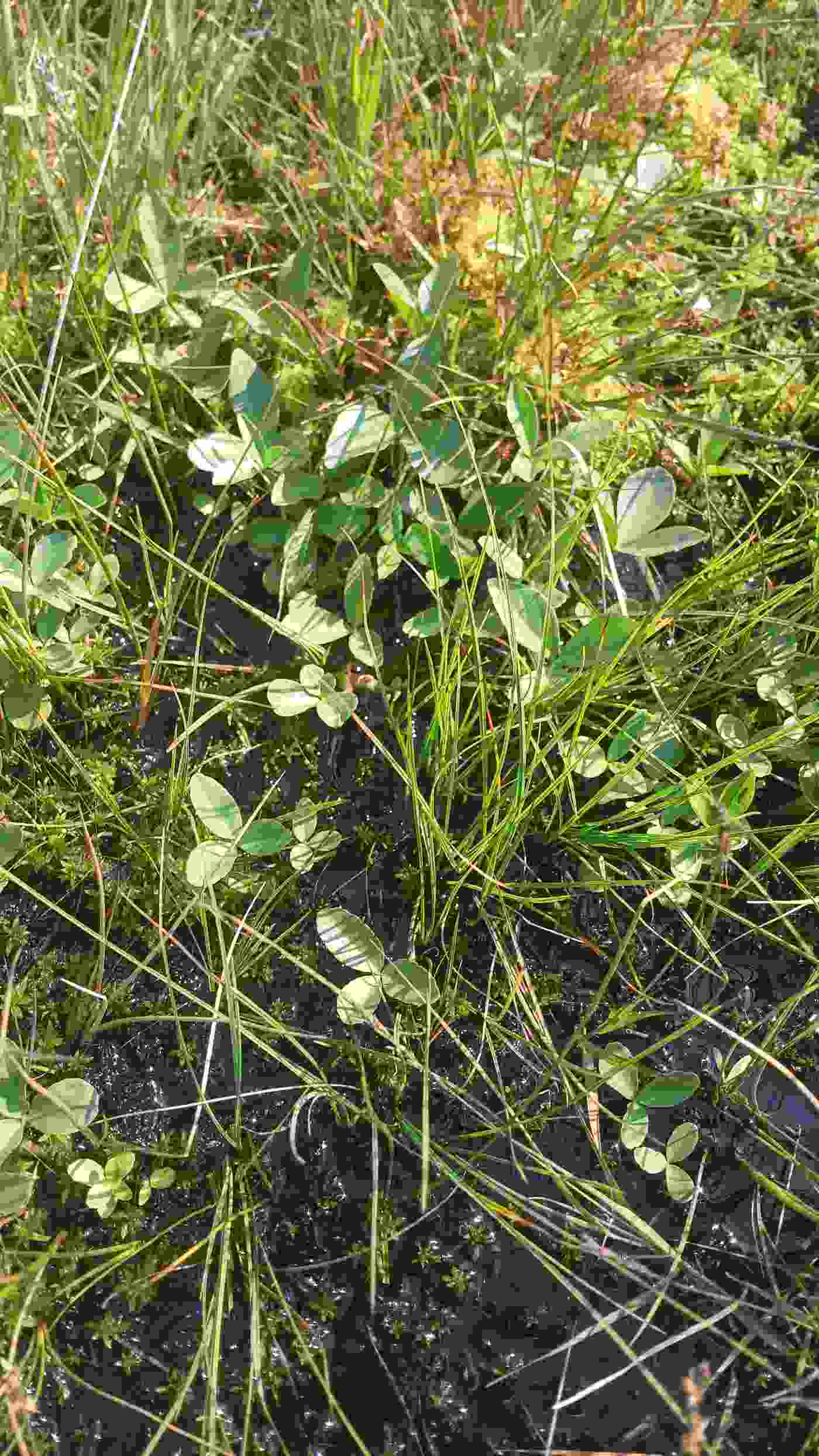 Fig 4: Menyanthes trifoliata (bog bean). Photo: Michelle Farrell Fig 4 Menyanthes trifoliata (bog bean). Photo Michelle Farrell