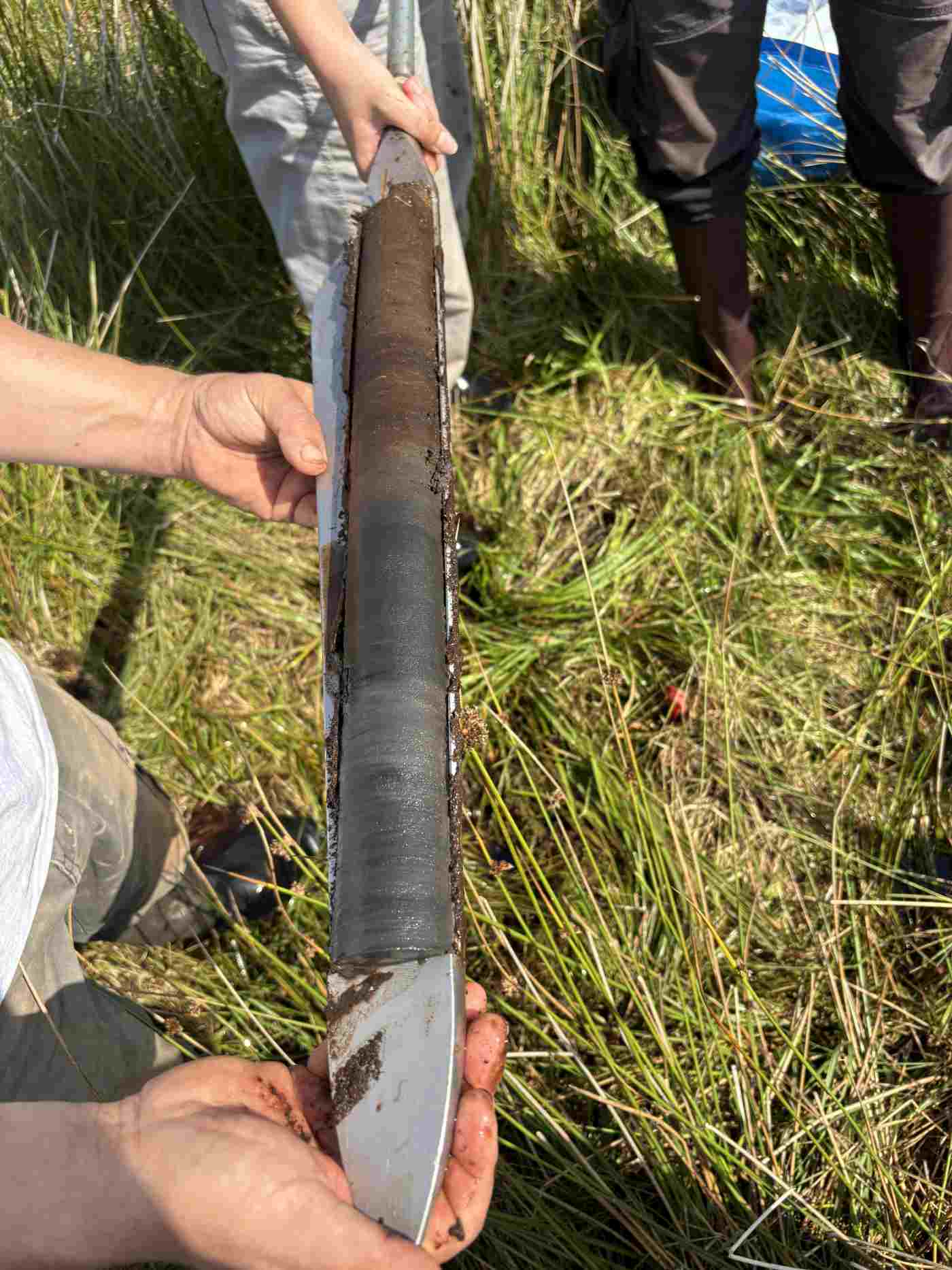 Fig 5: Peat core from Dumadoon Bog, showing lake deposits at the base and peats above. Photo: Michelle Farrell Fig 5 Peat core from Dumadoon Bog, showing lake deposits at the base and peats above. Photo Michelle Farrell