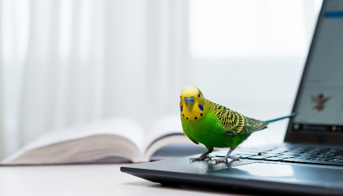 Birdsittingonalaptop