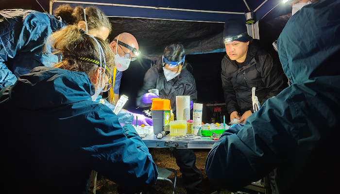 An image of six members of the Streicker Group conducted research in the field at night. They are huddled together around a table and under a canopy, with the dark night lit my artificial light.