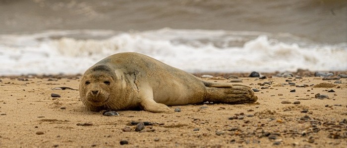 An image of an Atlantic grey seal on the beach