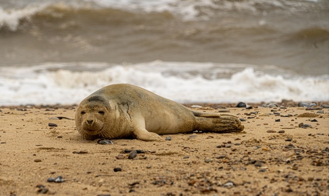 An image of an Atlantic grey seal on the beach