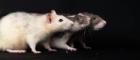 Three pet rats sitting side-by-side in a row, in a dog-like pose, on a black background, all three rats are facing to the right, the first is quite pale coloured, the second two are darker.