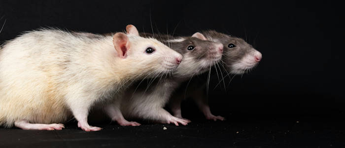 Three pet rats sitting side-by-side in a row, in a dog-like pose, on a black background, all three rats are facing to the right, the first is quite pale coloured, the second two are darker.