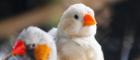 Two Zebra Finches, a male and a female, sit side-by-side. The male is colourful and in the foreground, the female is pale coloured but is in focus.