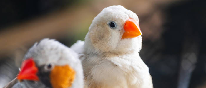 Two Zebra Finches, a male and a female, sit side-by-side. The male is colourful and in the foreground, the female is pale coloured but is in focus.
