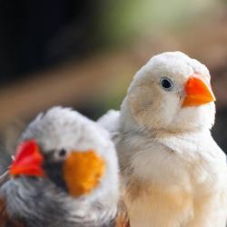 Two Zebra Finches, a male and a female, sit side-by-side. The male is colourful and in the foreground, the female is pale coloured but is in focus.