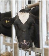 Head of a black and white cow looking through the bars of a stall in a barn