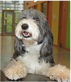 Grey and white dog similar to an English Sheep dog lying on all fours in the small animal hospital