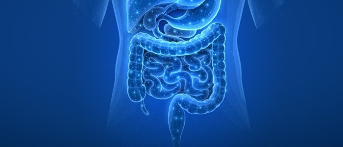 A graphic of the human digestive system