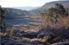 early moring or late evening image showing pine forest at Mar Lodge, Scotland