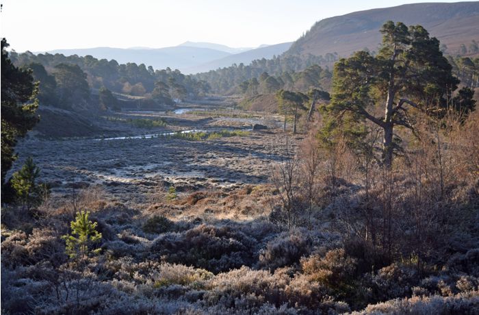 early moring or late evening image showing pine forest at Mar Lodge, Scotland