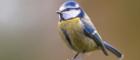 A blue tit perched on a branch